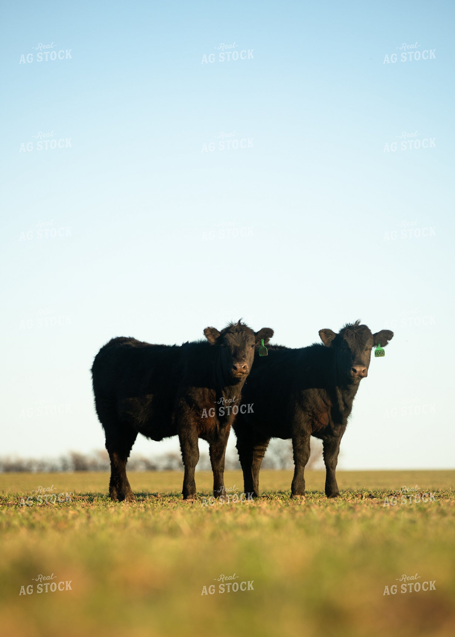 Cattle on Pasture 264052