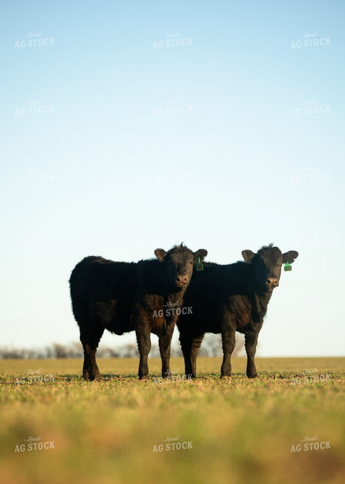 Cattle on Pasture 264052