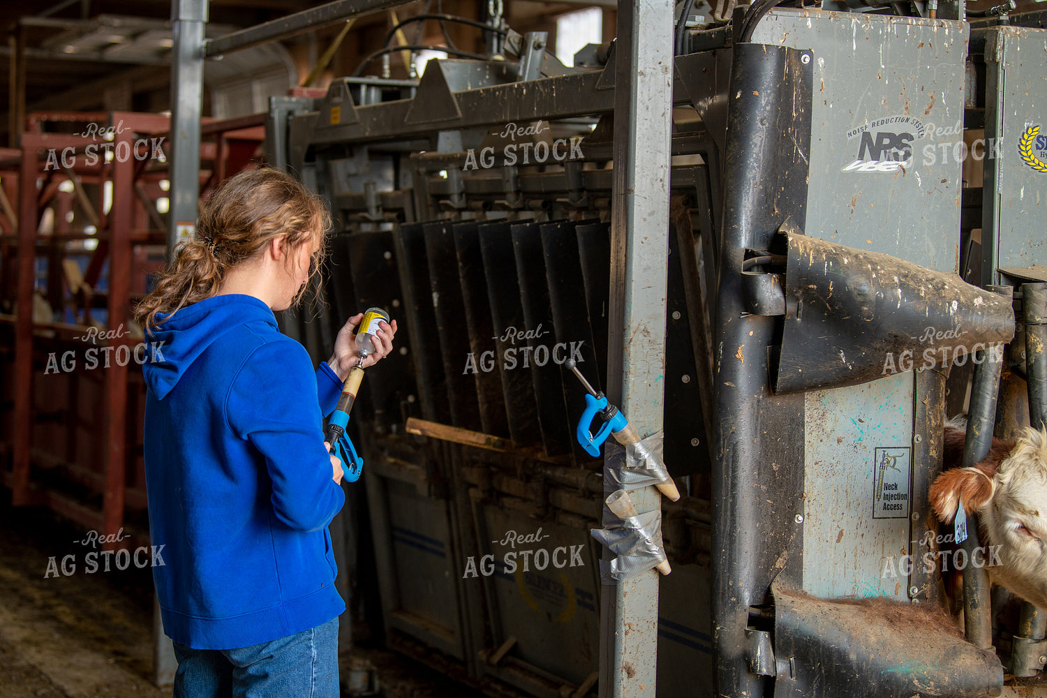 Ranchers Working Cattle 212152