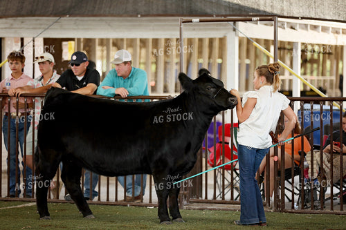 Showing Cattle 127109