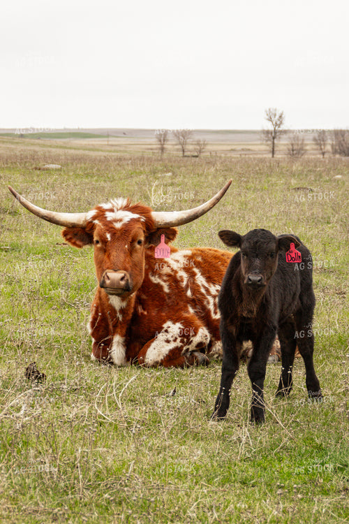 Longhorn Cow Calf Pair 155136