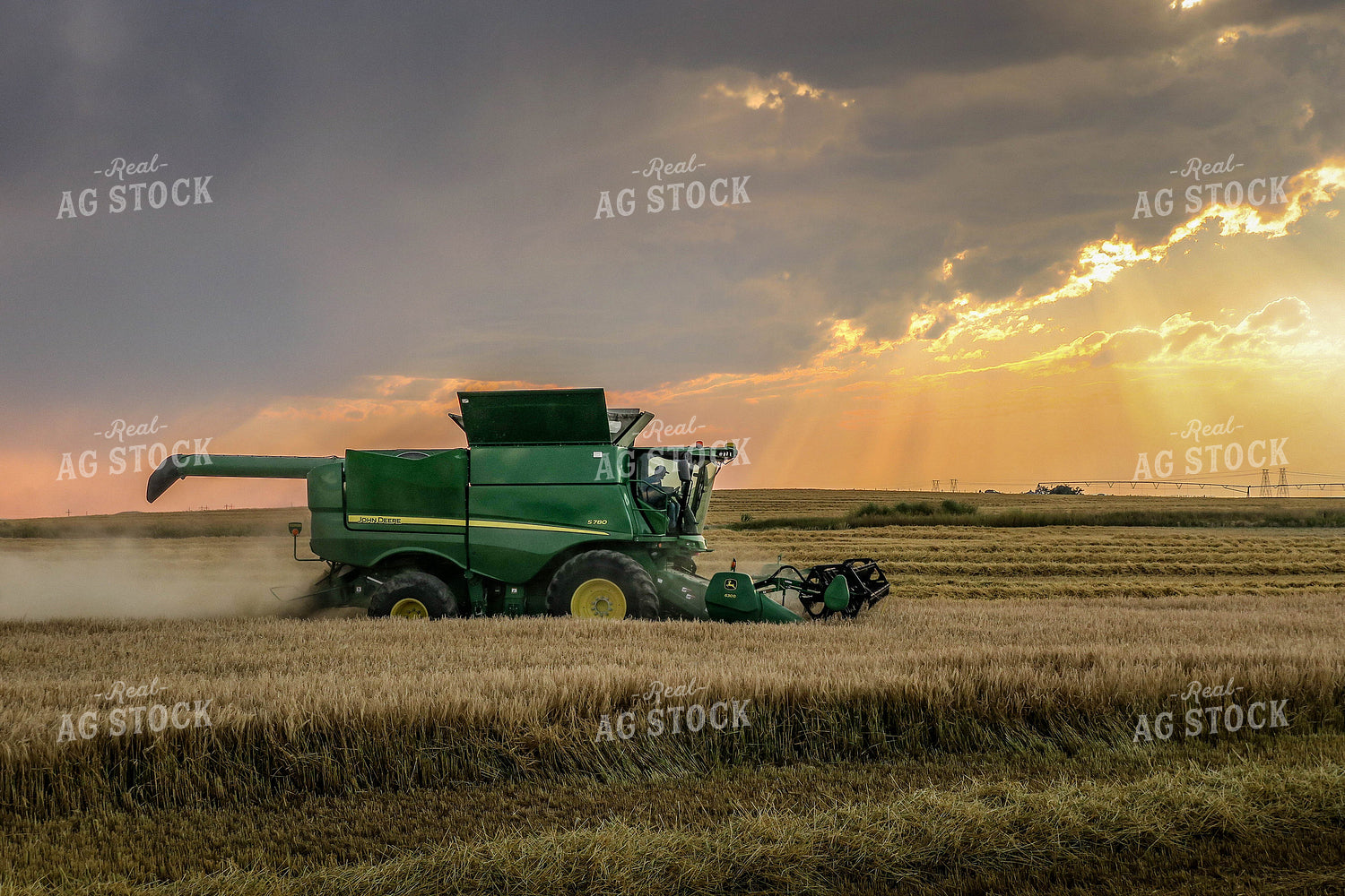 Wheat Harvest 81181