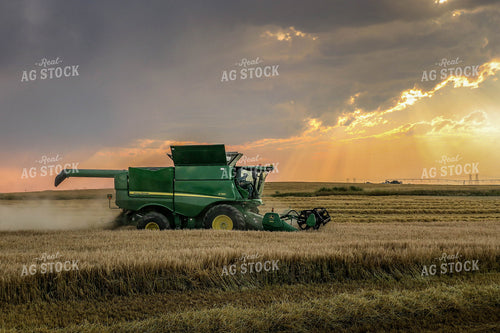 Wheat Harvest 81181