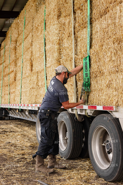 Farmer Securing Wheat Straw Bales 152676