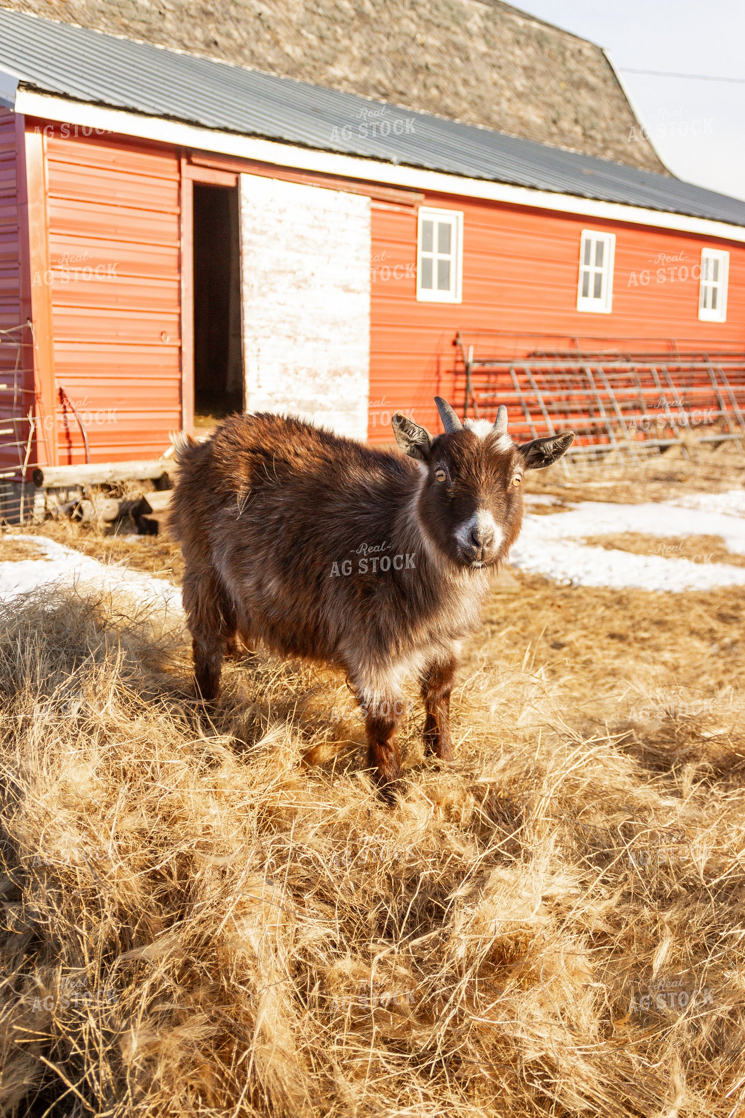 Nigerian Dwarf Goat 155153