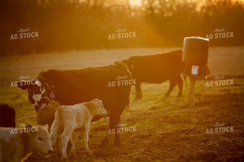 Calf - Charolais and Angus Cross 2243