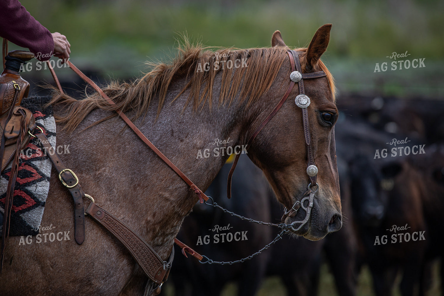 Horse 304011