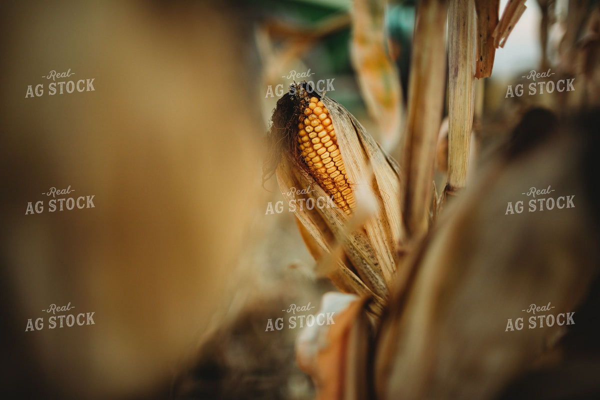 Dried Corn Ear on Stalk at Harvest 400034