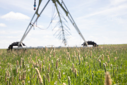 Irrigation on Grass Mix 117060