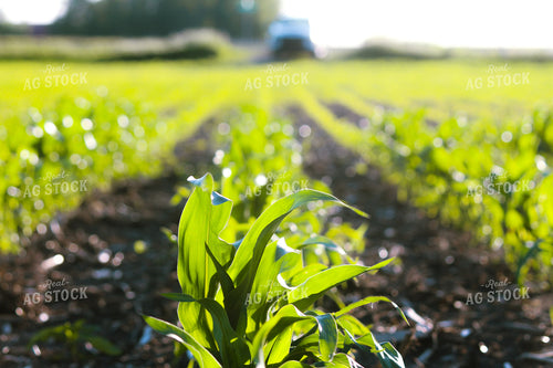 Early Season Corn 209009