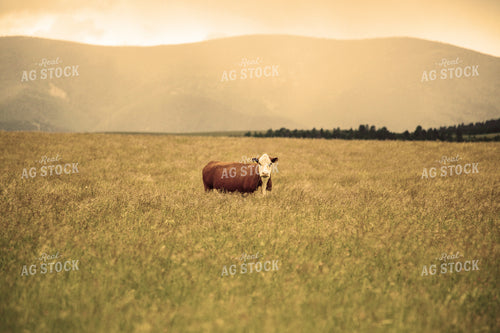 Hereford Cow in Pasture 81002