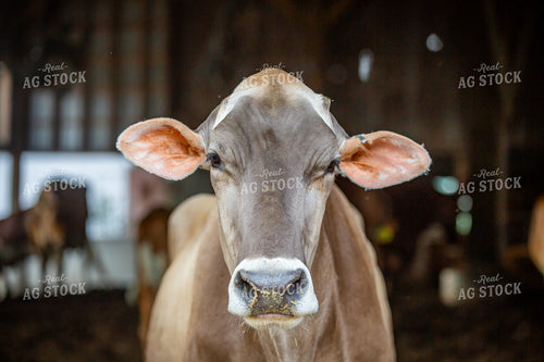 Brown Swiss Dairy Cow 270581