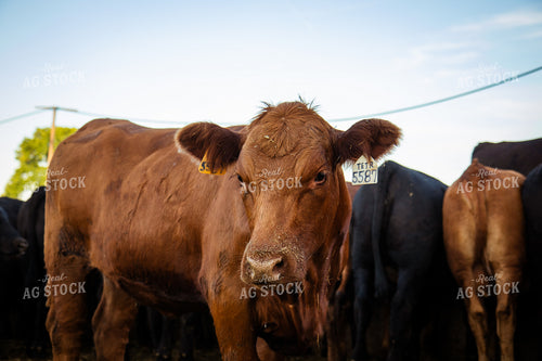 Red Angus Heifer 268394
