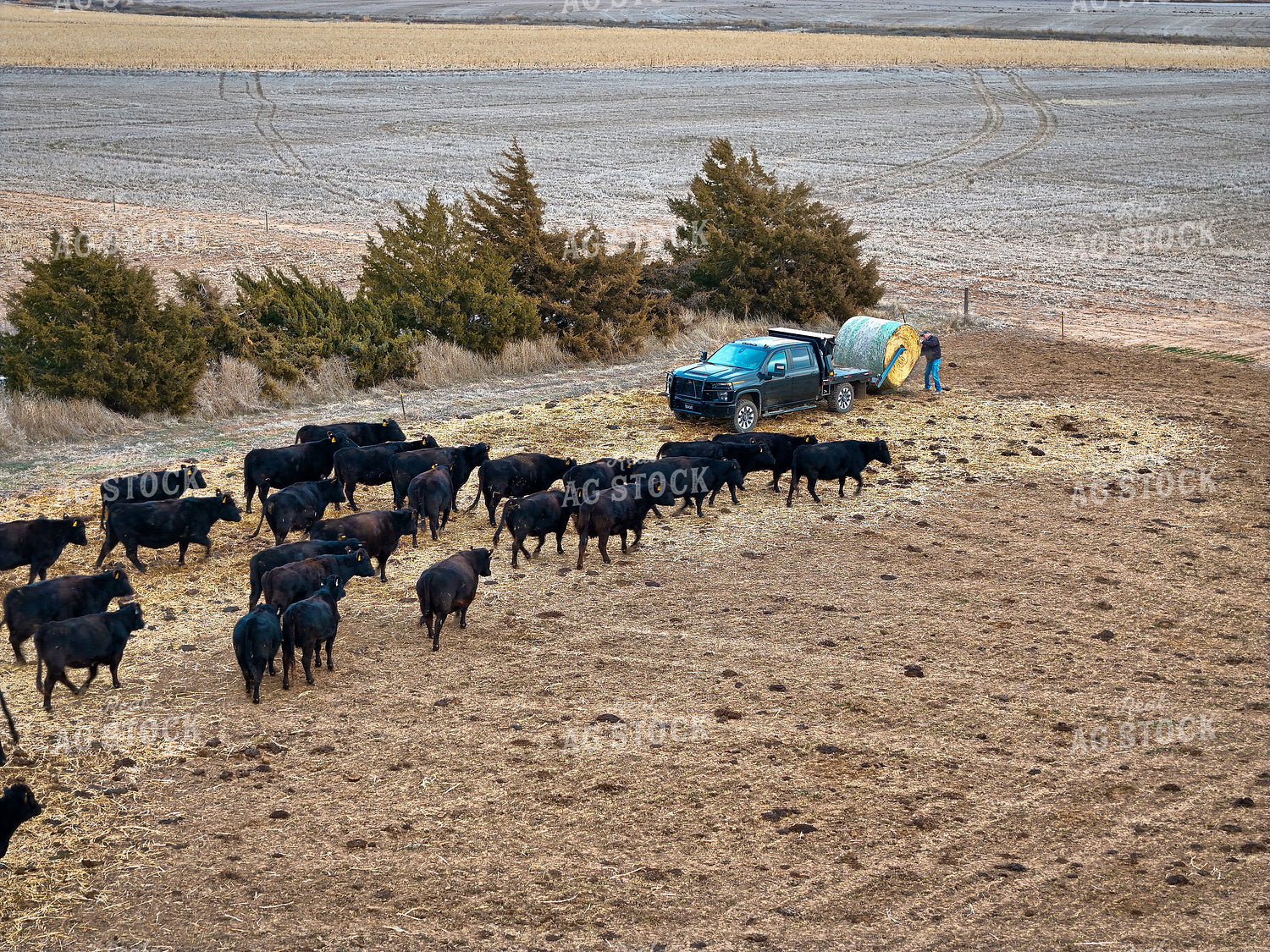Truck with Bale Bed Feeding Cattle 239133