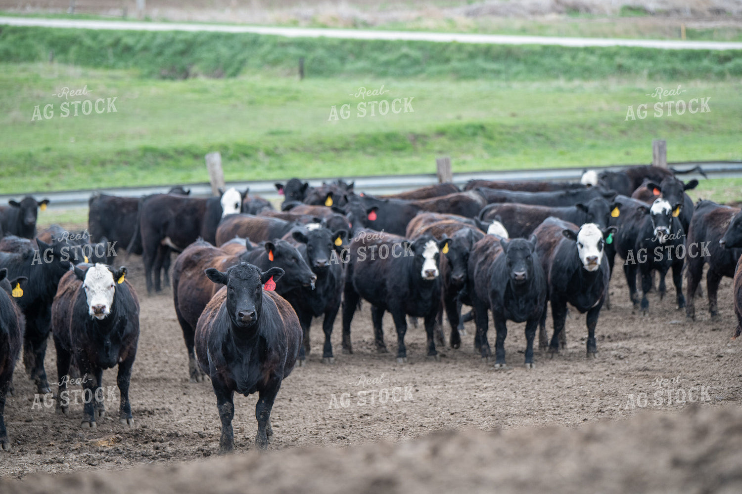 Cattle on Feedlot 193030