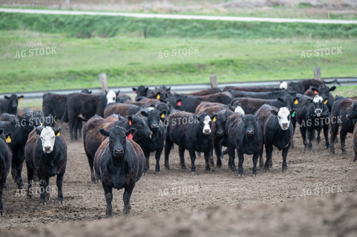 Cattle on Feedlot 193030
