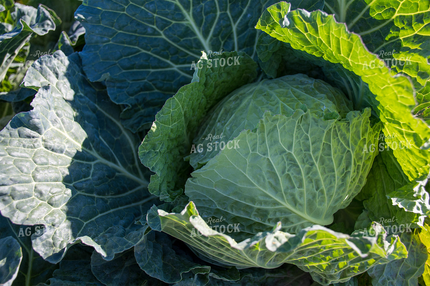 Cabbage 50177