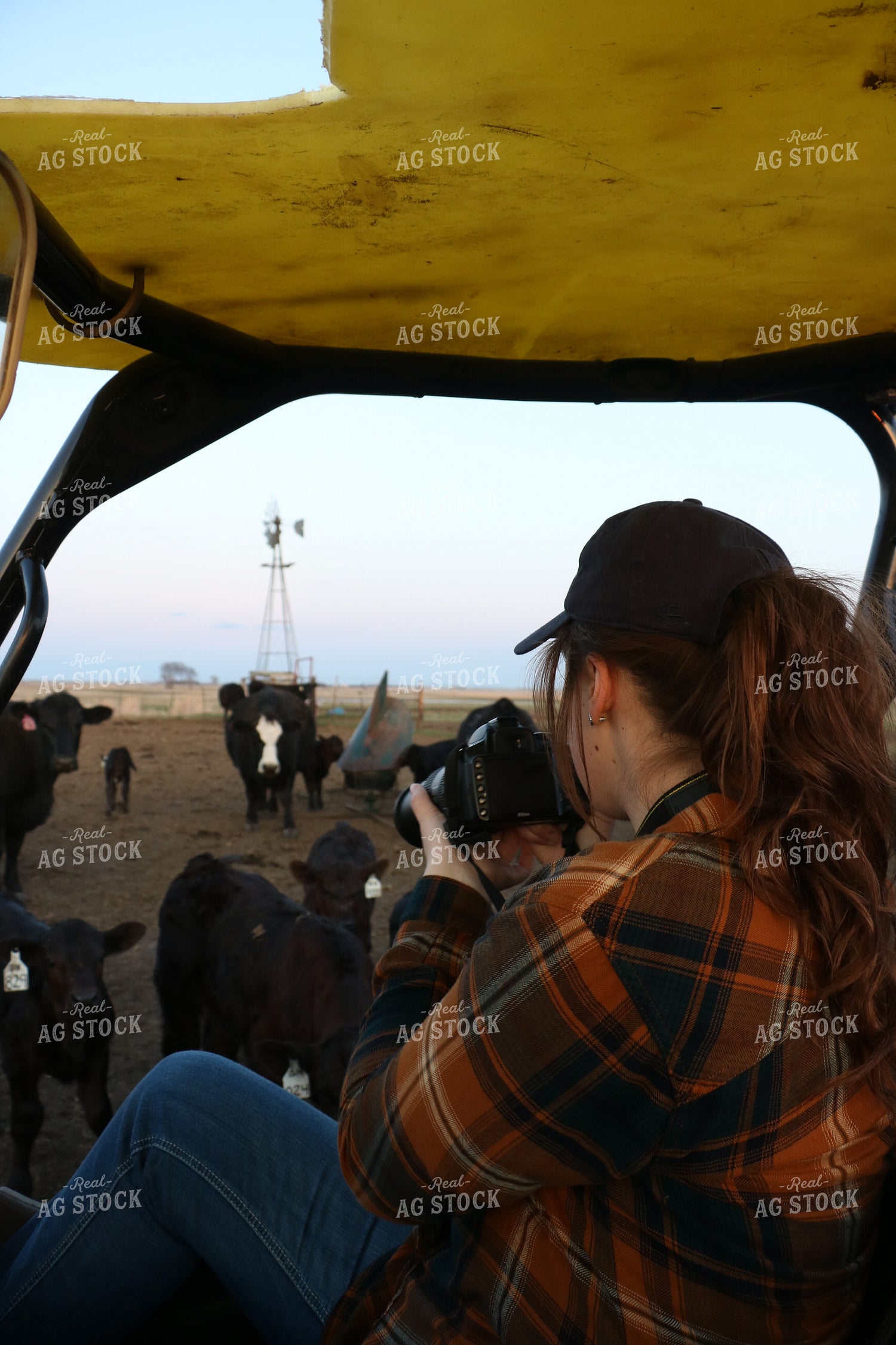 Photographer Capturing Cattle Images 299223