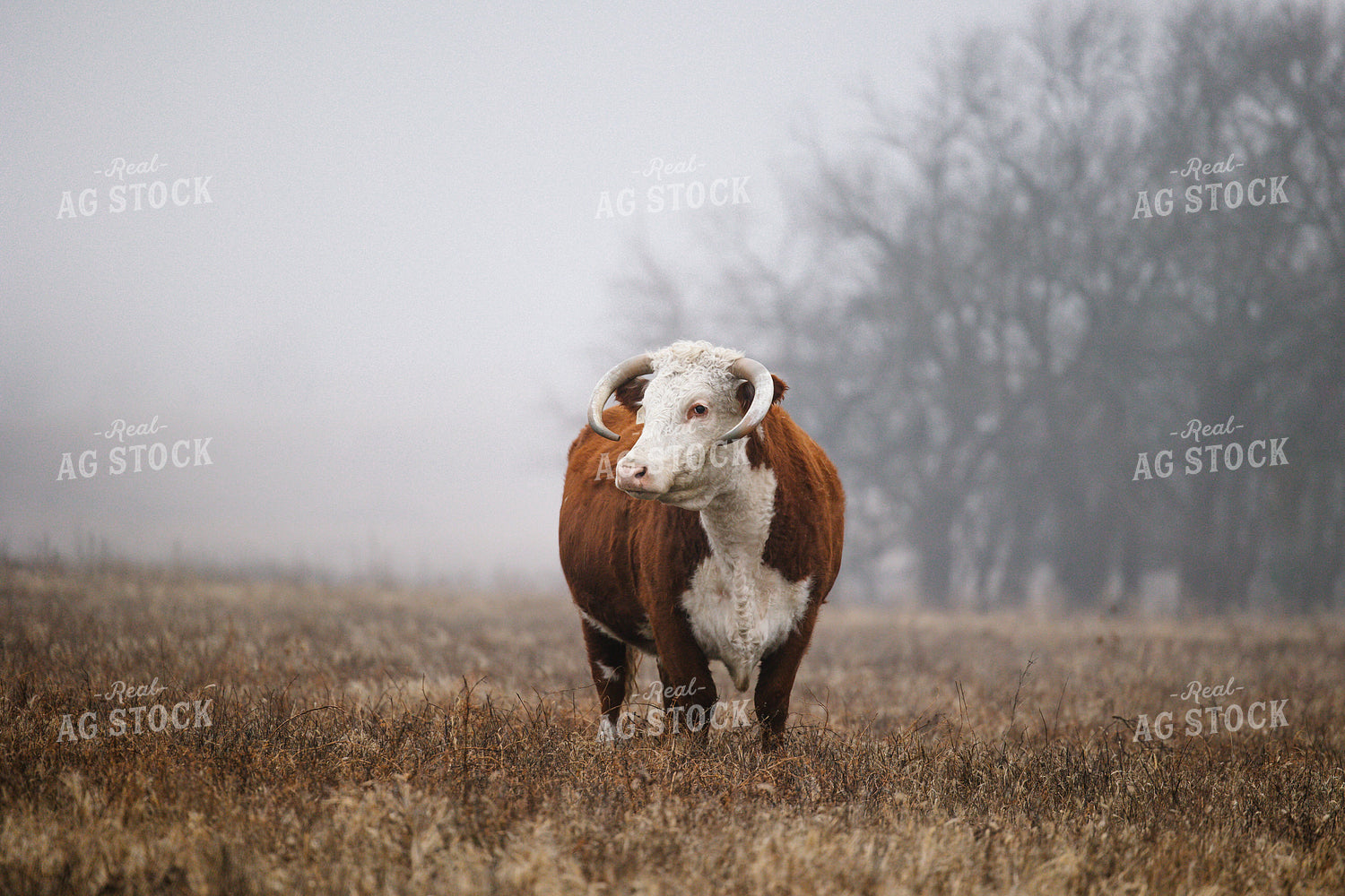 Cattle on Foggy Pasture 219104