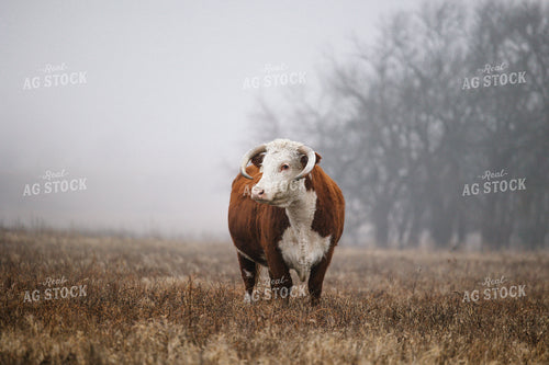 Cattle on Foggy Pasture 219104