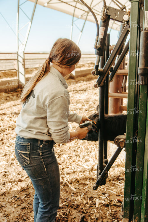 Female Rancher Injecting Implant Cattle 67533