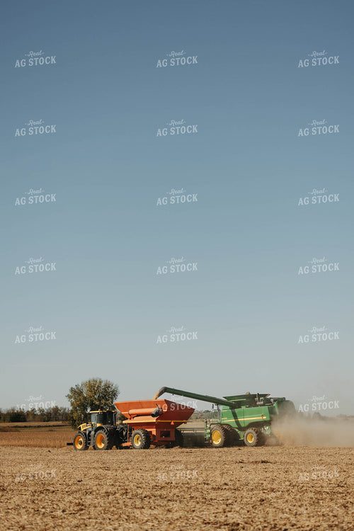 Soybean Harvest 152880
