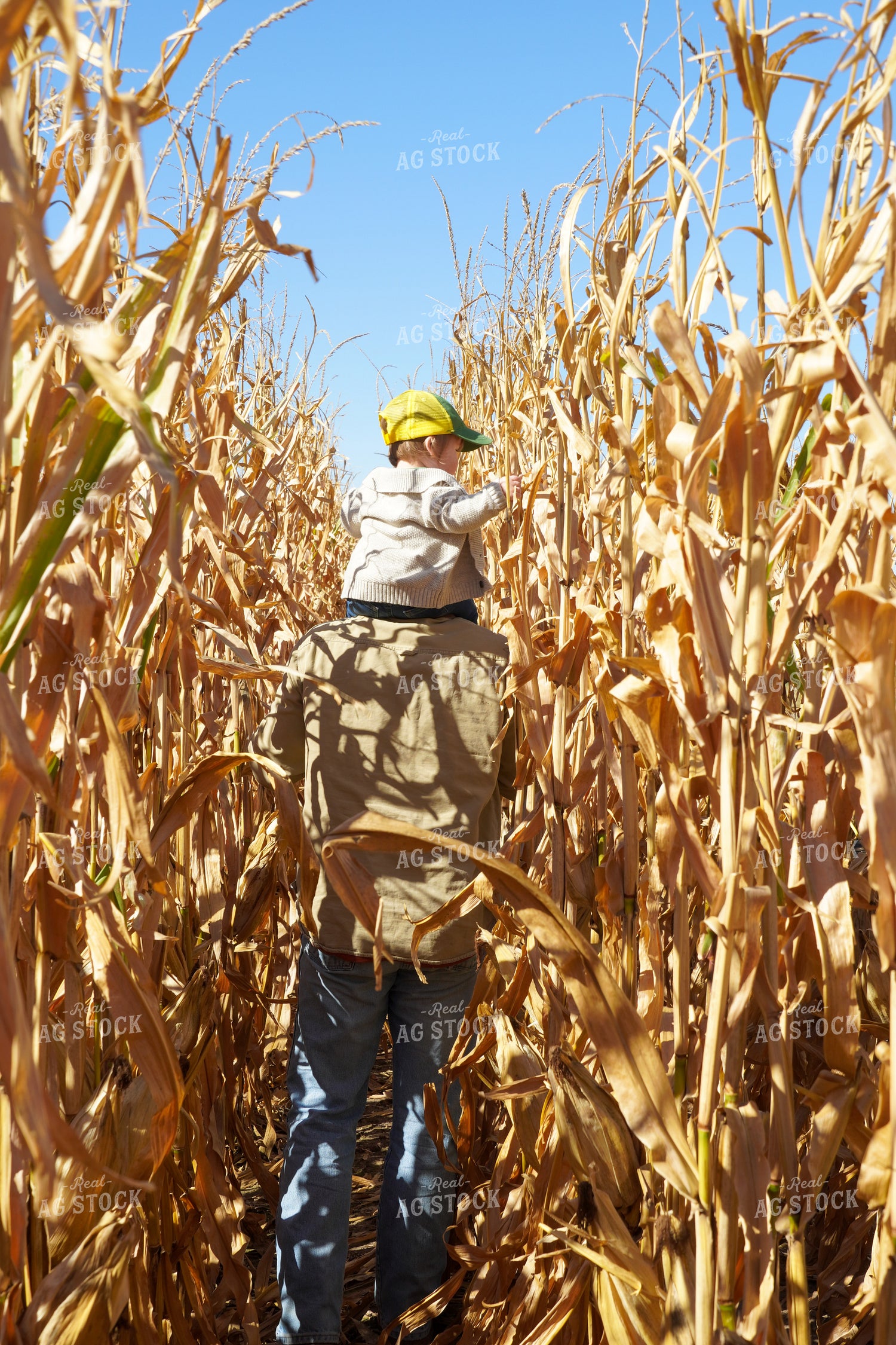 Farmer and Farm Kid in Dried Corn Field 65608