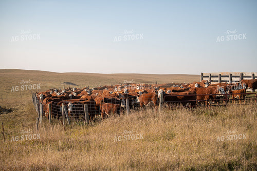 Working Hereford Cattle 212145