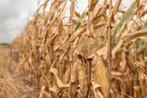 Dried Corn Field 59111