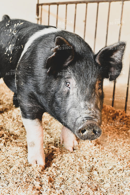 Pig in Pen with Shavings 86023