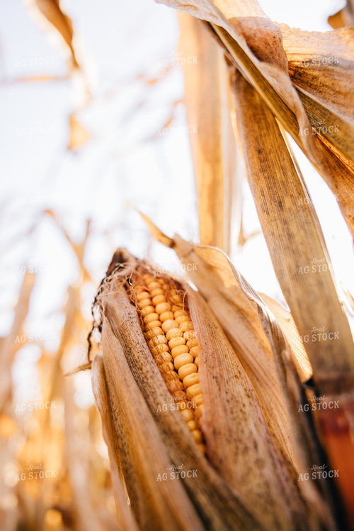 Dried Corn Ear 178085
