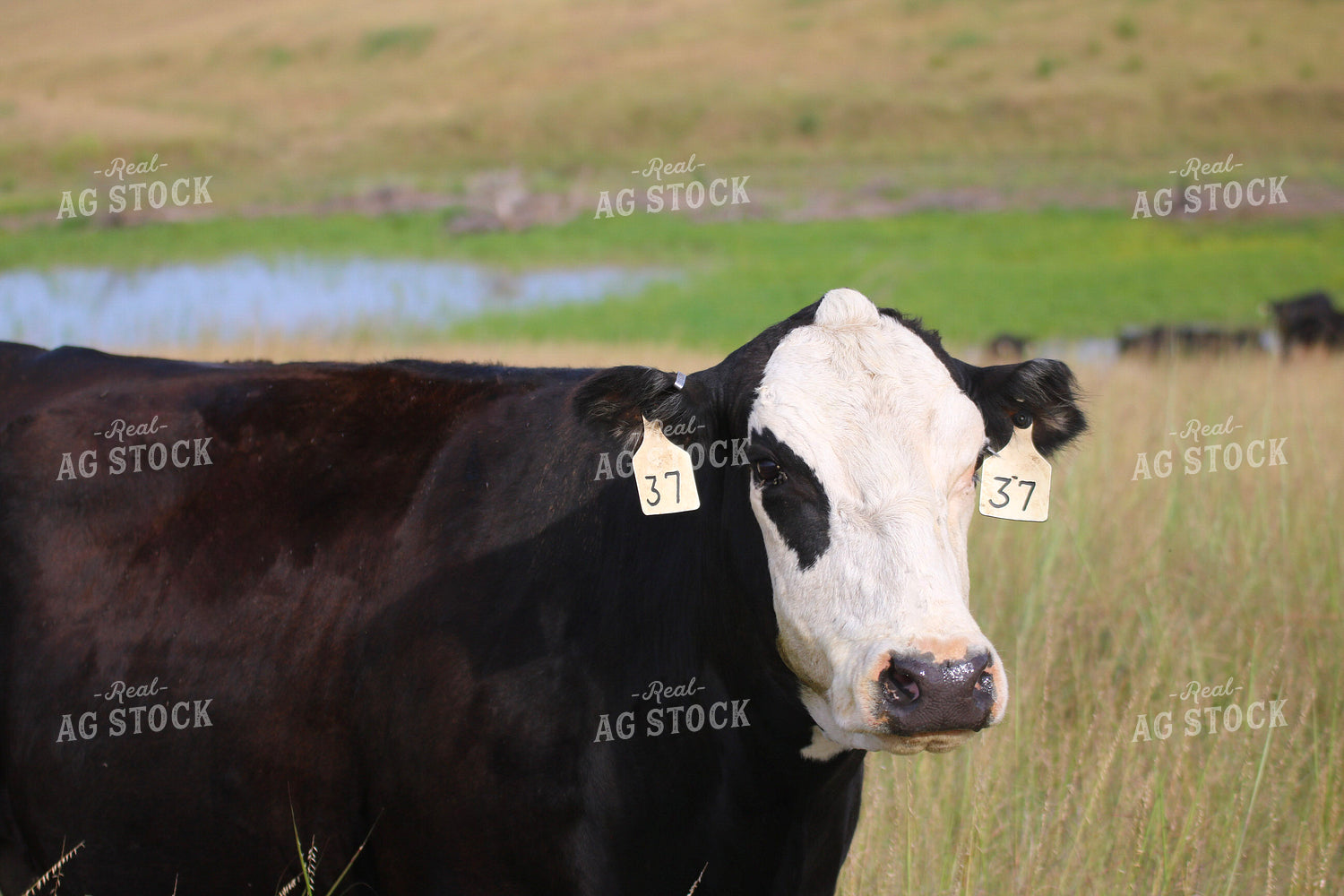 Black Baldy on Pasture 82360