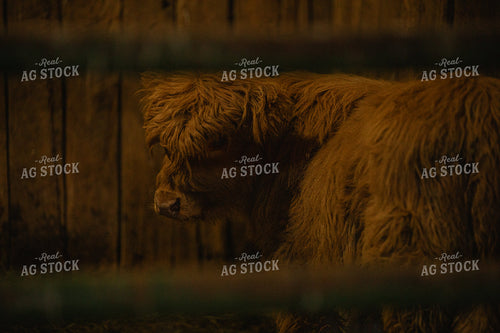 Highland Cow 189052