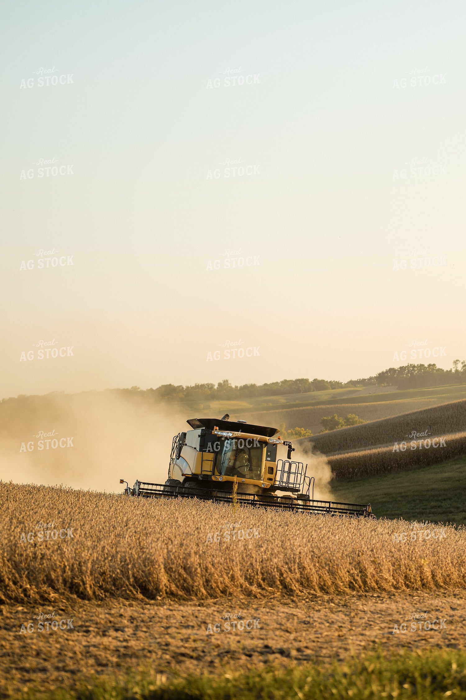 Soybean Harvest 215132