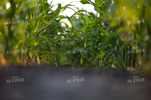 Corn - Mid-Season 1256