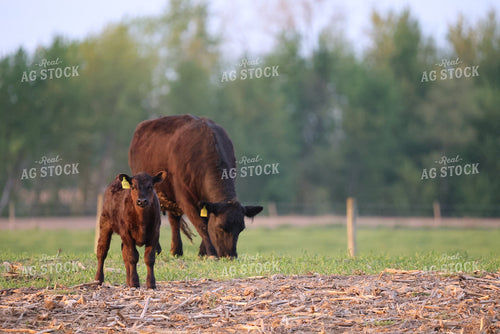 Cattle on Corn Stalks 160309