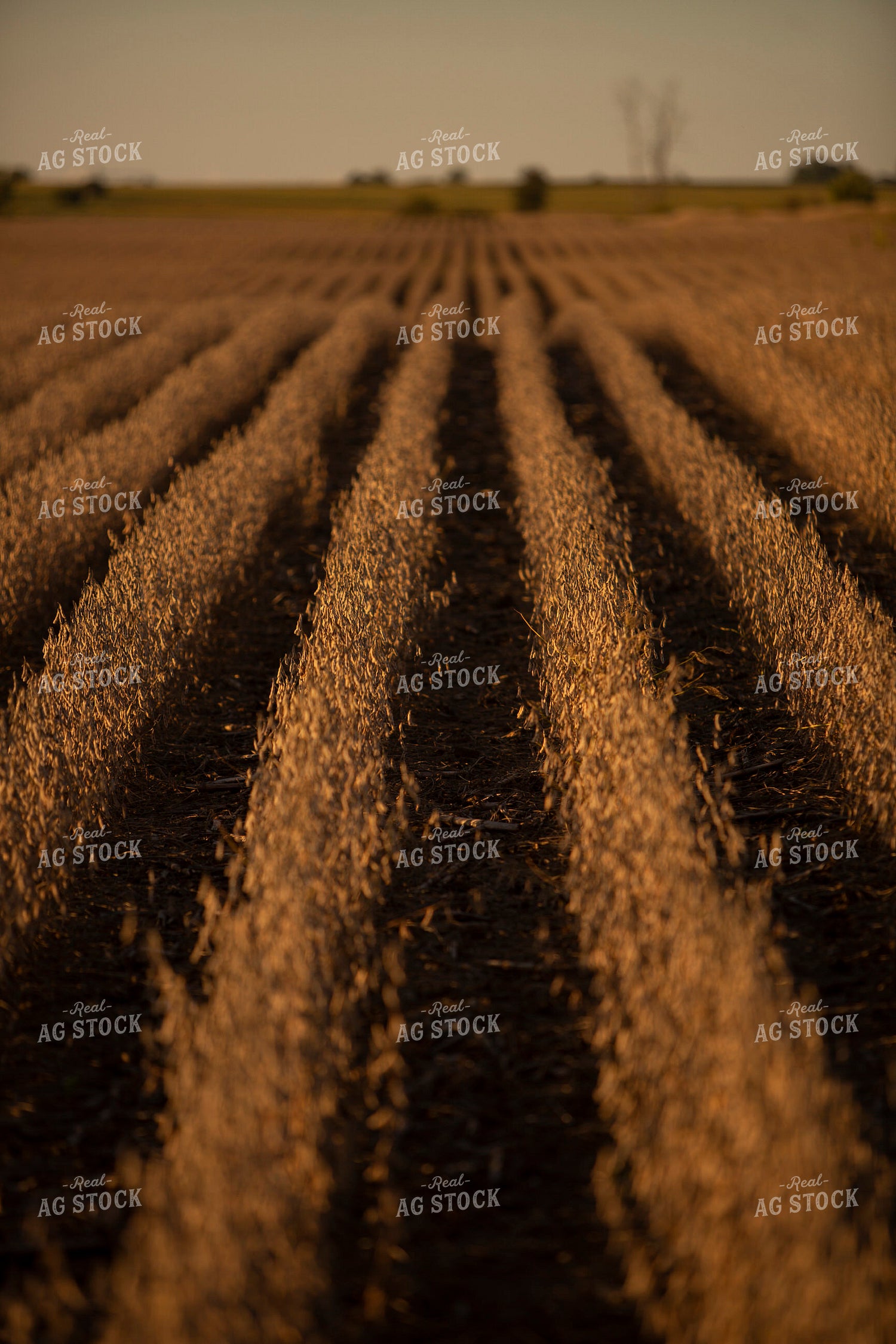 Soybeans - Dry 2450