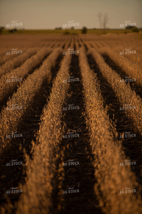 Soybeans - Dry 2450