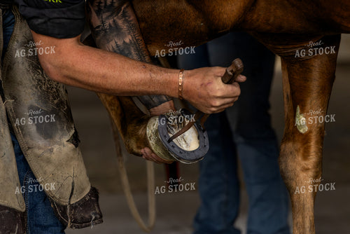 Farrier Hot Shoeing 188176