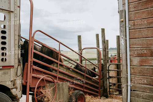 Cows Being Unloaded 77094