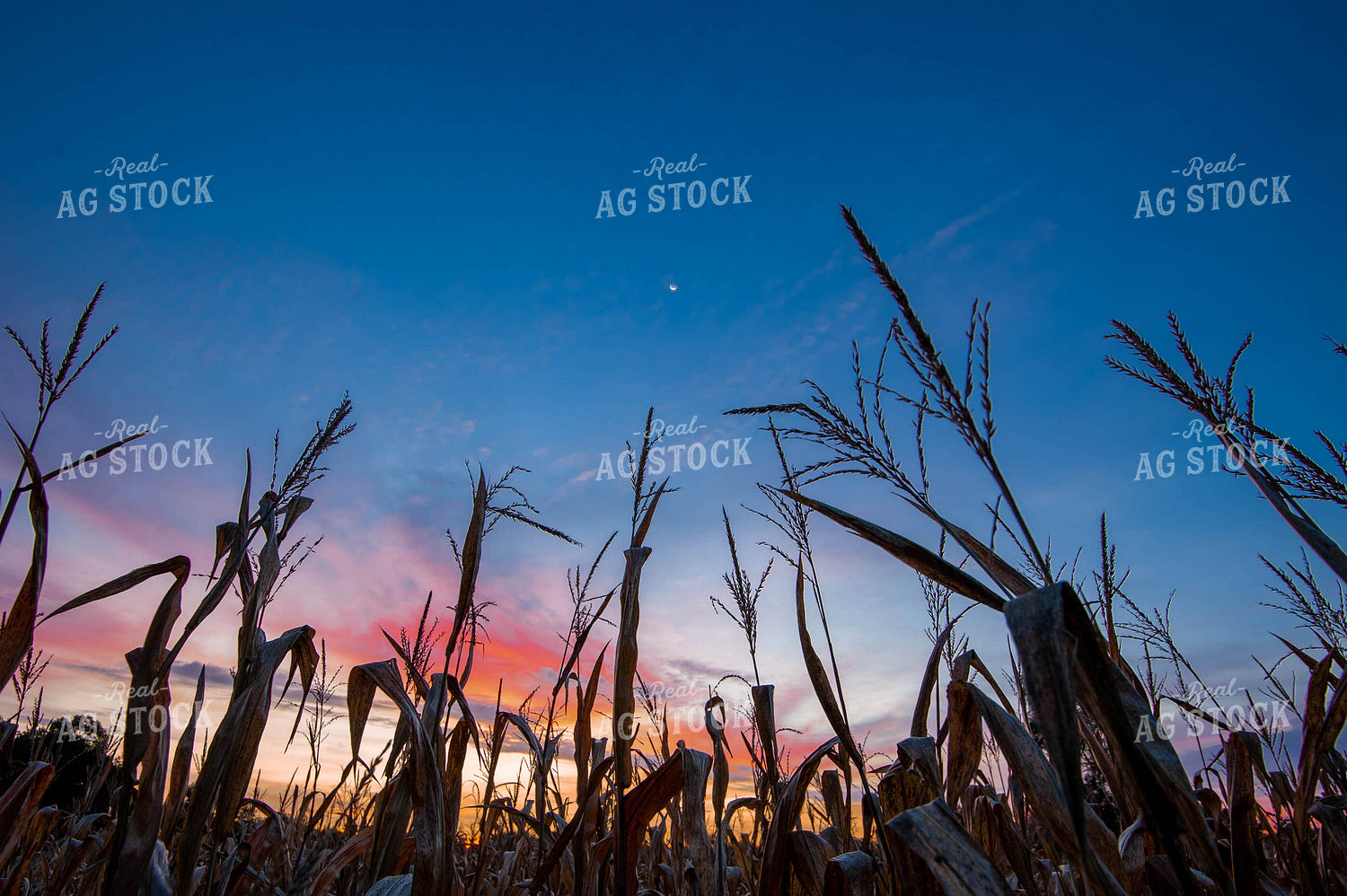Corn Tassels at Sunset 168020