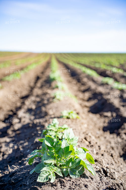 Early Season Potato Plants 146061