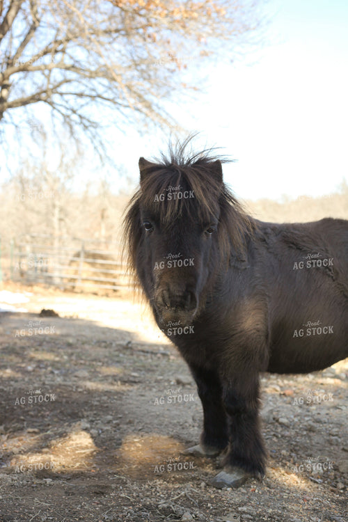 Pony 179003