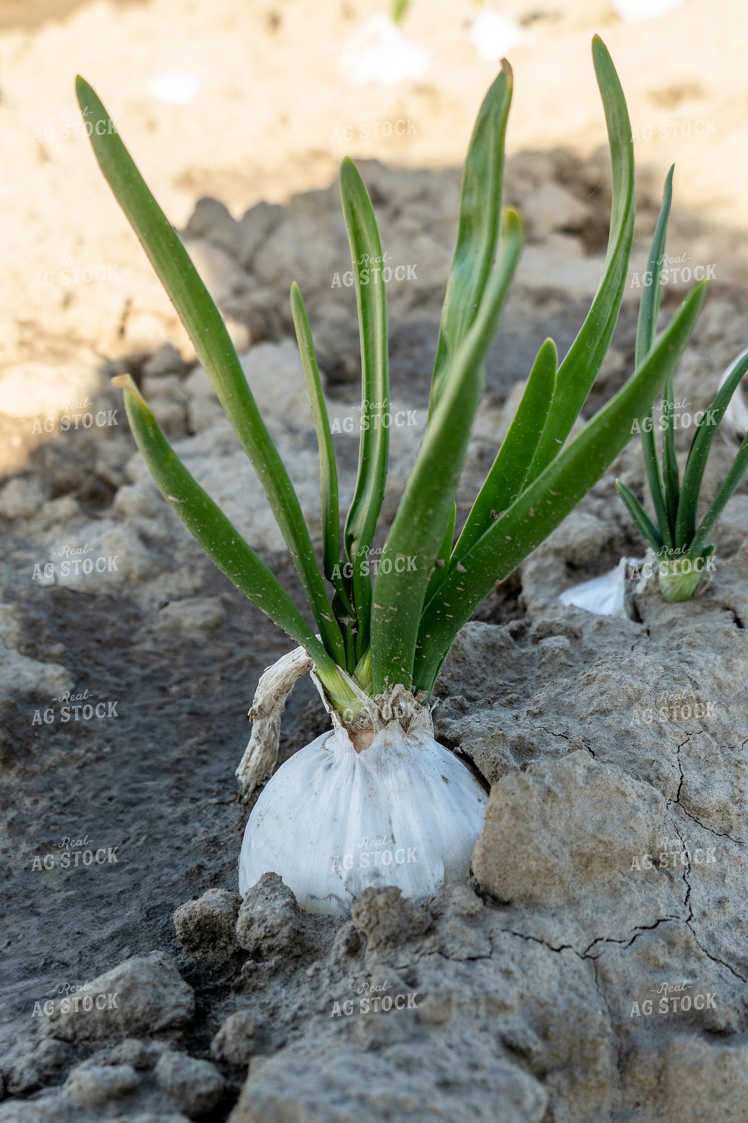 Onion Field 65669
