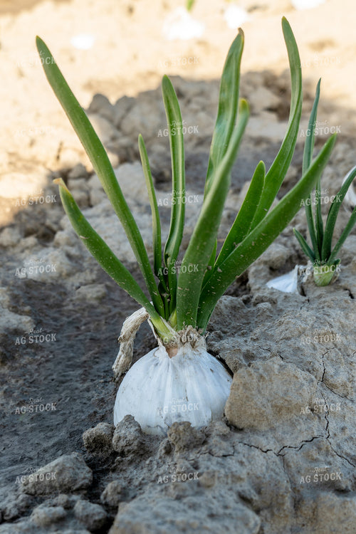 Onion Field 65669