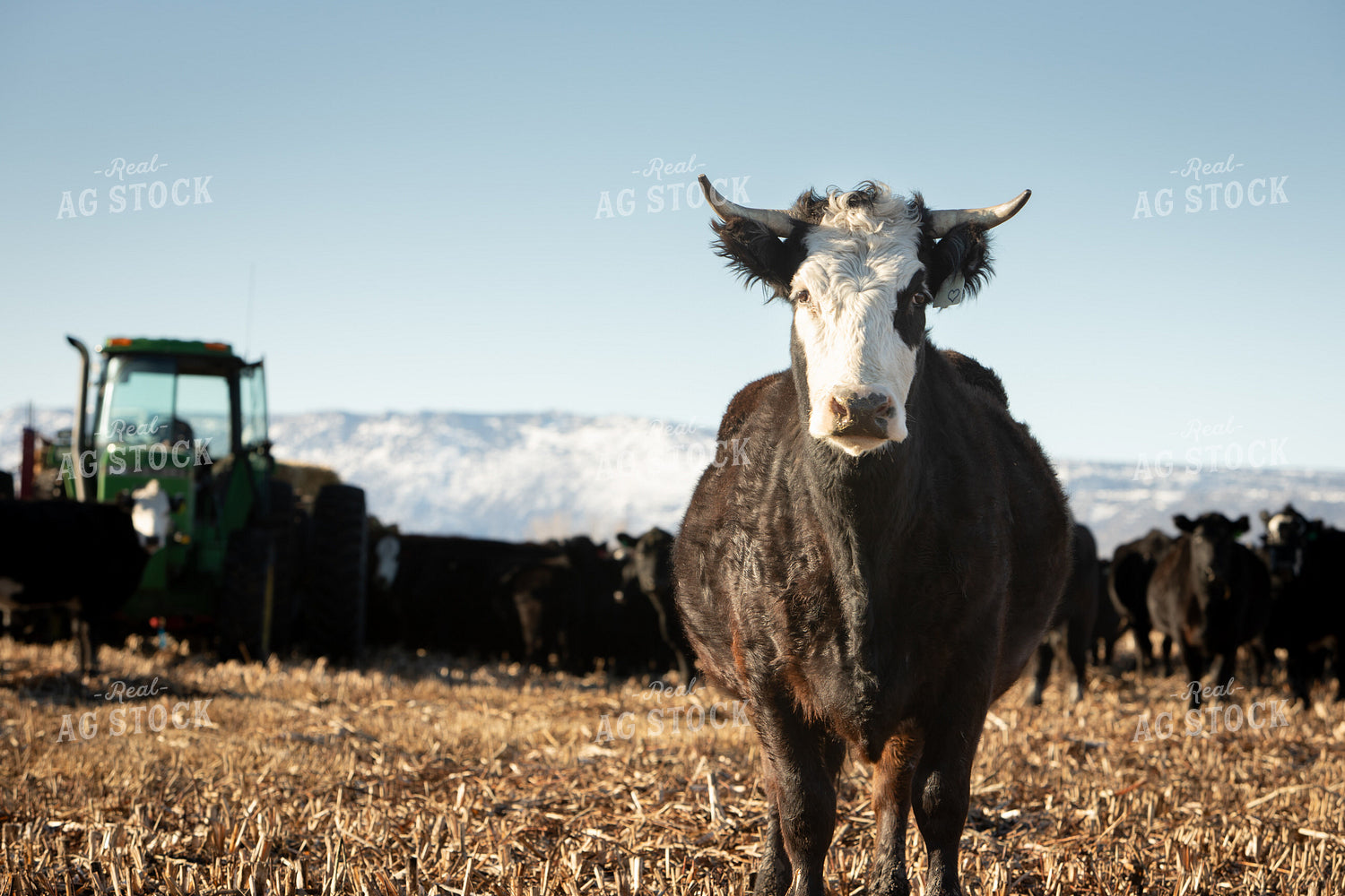 Black Baldy Cattle 78182