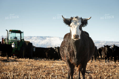 Black Baldy Cattle 78182