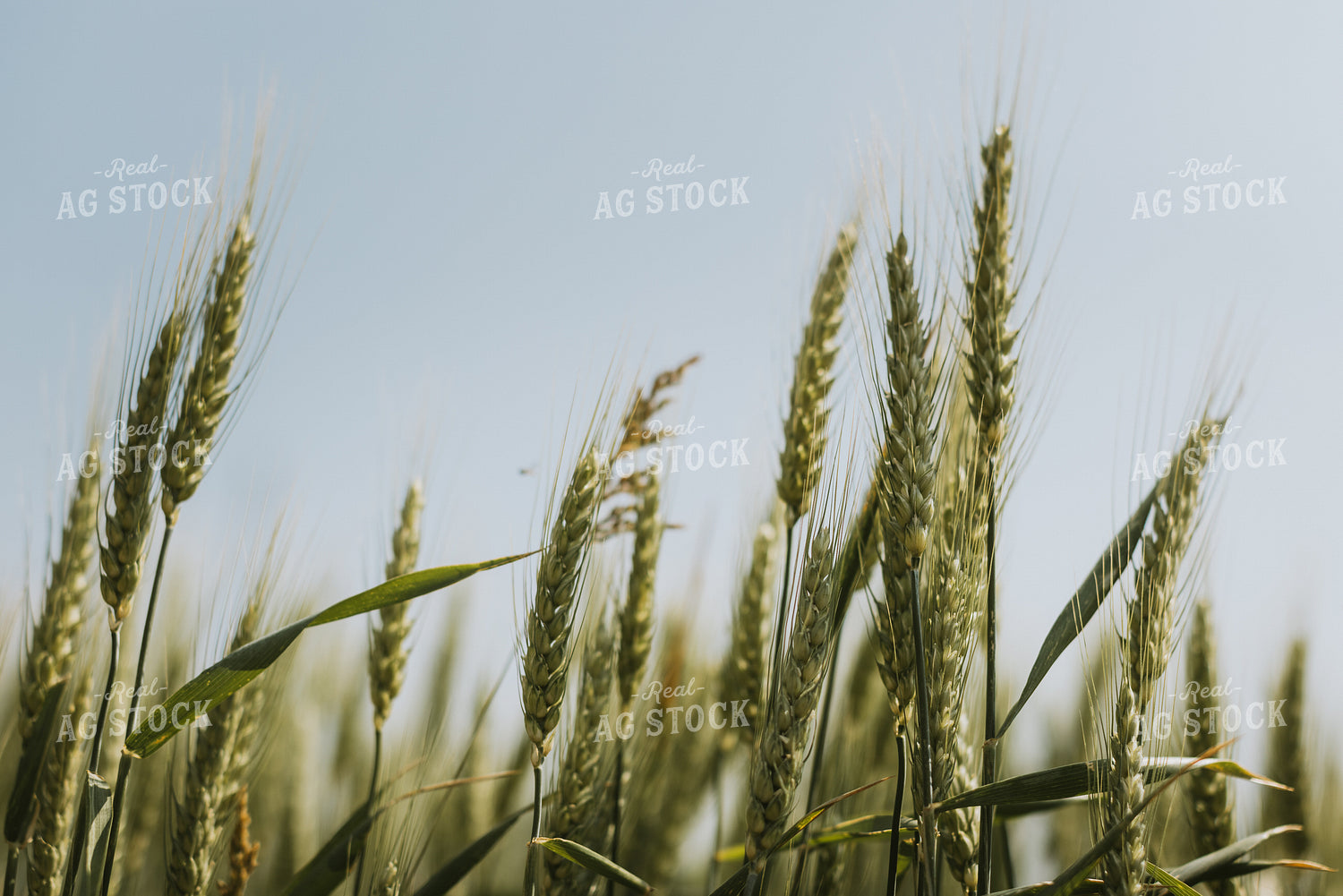 Wheat Field 7856