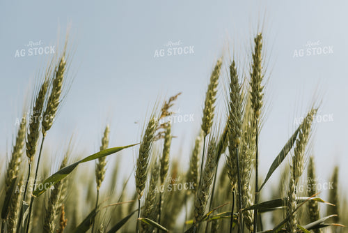 Wheat Field 7856