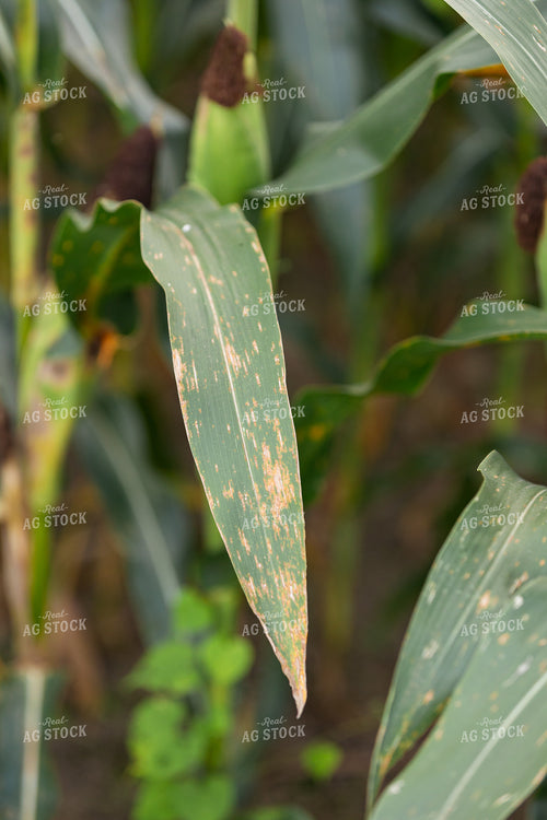 Rust Damage on Corn Leaves 52768